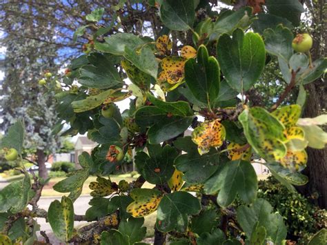 Hawthorn trees are beautiful and, if you’re lucky, disease-free | The ...