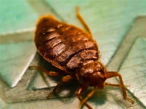 What’s the Average Cost of Bed Bug Removal? | BI News