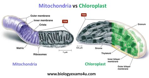 Difference between Mitochondria and Chloroplast ~ Biology Exams 4 U