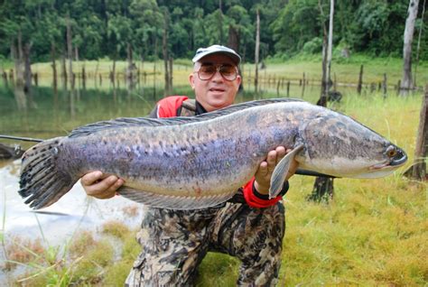 THE FISHING NEWS: MALAYSIA JUNGLE GIANT SNAKEHEAD