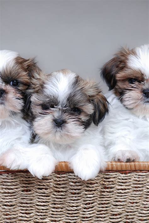 When do Shih Tzu Puppies Stop Growing: Size and Growth Chart | Sarah Scoop