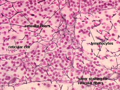 Loose Connective Tissue Reticular