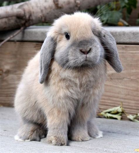 Holland Lop | Rabbit | Information,Pictures,History and Health ...