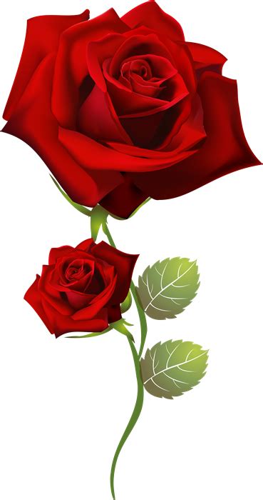 Resultado de imagen para rosas rojas png para photoshop | Beautiful ...