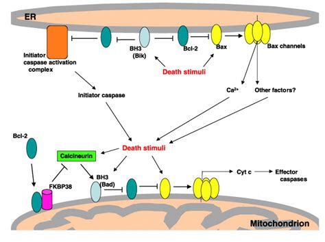 Cellular Distribution of Bcl-2 Family Proteins | Science's STKE