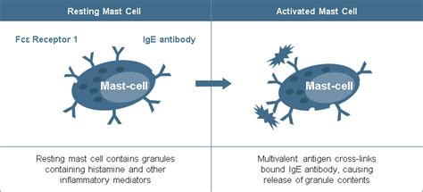 Mast Cells | British Society for Immunology