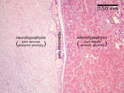 pituitary histology labeled | Pituitary Histology - Pituitary gland ...