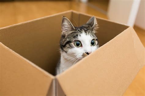 Why Do Cats Love Boxes? Experts Explain Why Cats Sit in Boxes