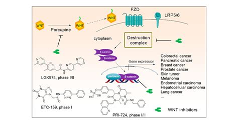 Small-Molecule Inhibitors Targeting the Canonical WNT Signaling Pathway ...