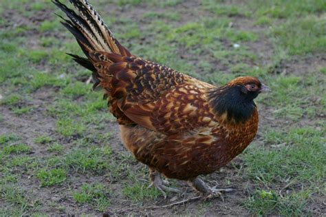 chicken hybrid pictures - Google Search. hybrid ring-necked pheasant X ...