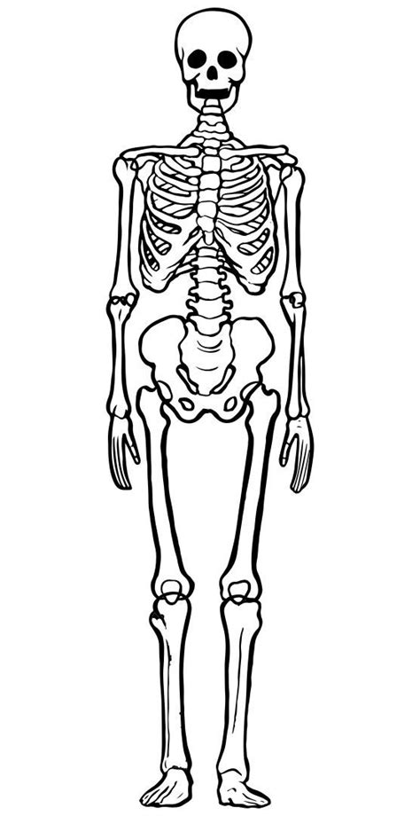 Cut Out Printable Skeleton Bones Template