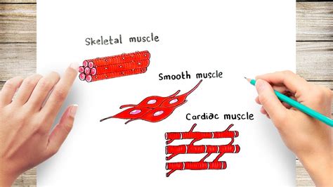 Simple Muscle Cell Diagram For Kids