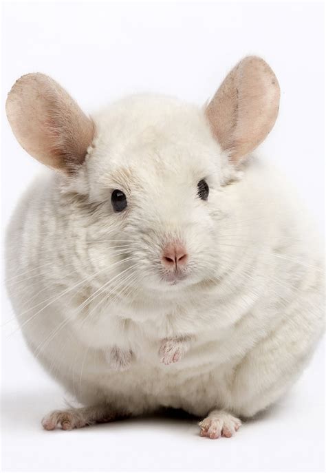 chinchilla colors - what colors can chinchillas be, and how they're formed