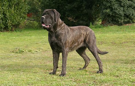 Mastiff Puppies For Sale - PetsForHomes