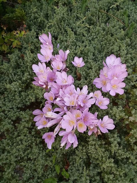 Autumn Crocus | New Jersey Botanical Garden