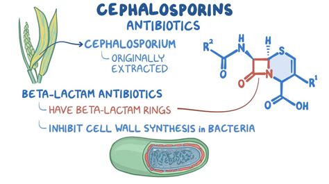 Cell wall synthesis inhibitors: Cephalosporins: Video | Osmosis