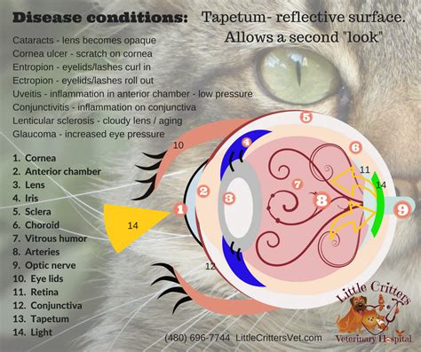 Feline Eye Anatomy | Eye anatomy, Small animal clinic, Uveitis