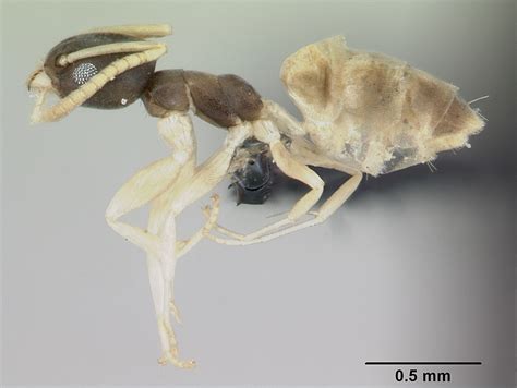 Ghost Ant, Tapinoma melanocephalum - Urban and Structural Entomology ...