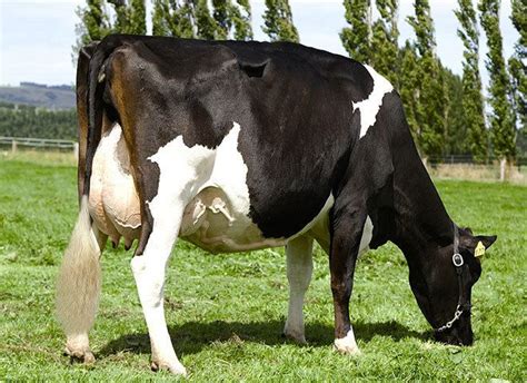 Holstein Friesian cattle - Alchetron, the free social encyclopedia