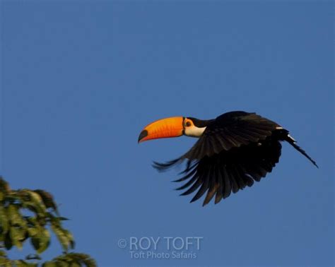 Toucan Flying | Toucans | Pinterest