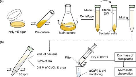 Experiment process: (a) preparation of bacteria culture; (b) CaCO3 ...