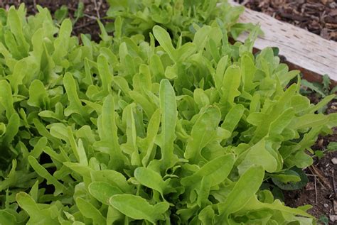 Green Oak Leaf Lettuce - SeedRenaissance.com