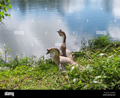 A pair of Chinese geese (Anser cygnoides domesticus) on the edge of a ...