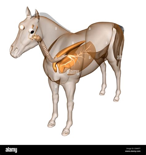 horse anatomy respiratory lungs Stock Photo - Alamy