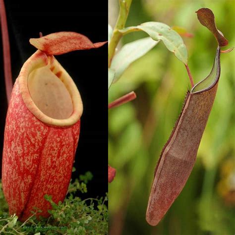 Nepenthes: An insectivorous plant - Save Our Green