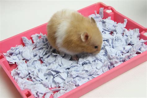 How to Make Hamster Bedding Similar to Carefresh: 6 Steps