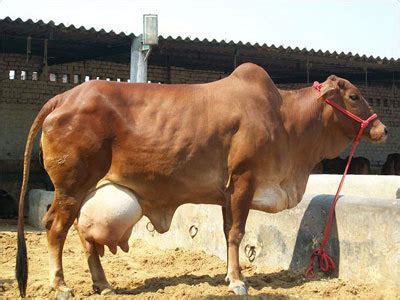 SAHIWAL COW - SAHIWAL COW Exporter, Supplier, Trading Company, Rohtak ...