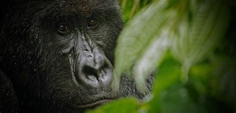 Gorillas Appear to Mourn Their Dead, but Scientists Worry About Ebola Risk