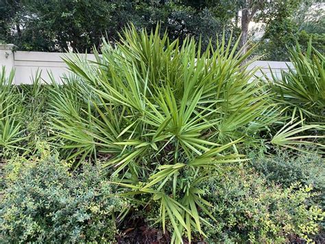 Explore Our Saw Palmetto Green | Eureka Farms | Cold hardy palm trees ...