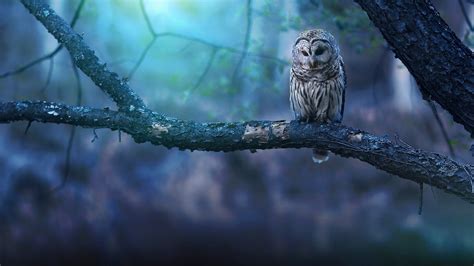 1920x1080 Owl Nature Forest Laptop Full HD 1080P ,HD 4k Wallpapers ...