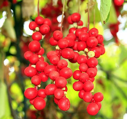 Schisandra Berries CO2