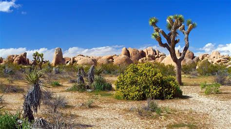 Desert and Sun Wallpapers - Top Free Desert and Sun Backgrounds ...