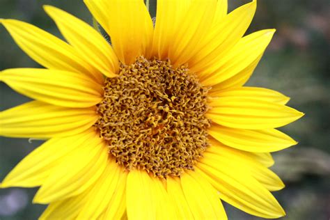 Yellow Sunflower – Photos Public Domain