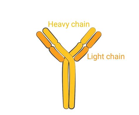 IgG : Structure, Property and Machanism of Action ~ Biotechfront