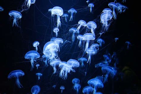 Yamagata | Kamo Aquarium | Blog | Travel Japan (Japan National Tourism ...