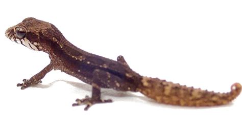 Pygmy Panther Gecko - Paroedura androyensis (Captive Bred)