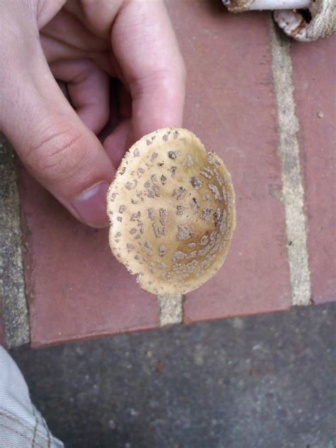 Agaric Id please? - Mushroom Hunting and Identification - Shroomery ...