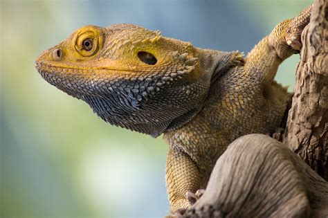 Inland Bearded Dragon Lizard - Honolulu Zoo Society