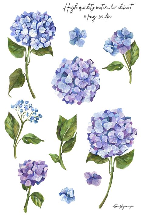 Watercolor Hydrangea Clip Art PNG for Instant Download. - Etsy