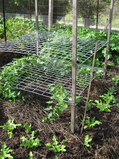 Vertical panels for tomatoes | Food Production and Preservation ...