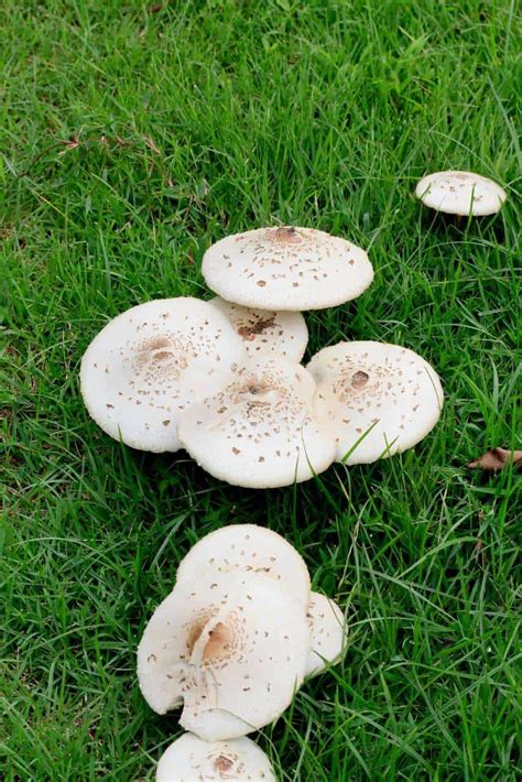 Are Lawn Mushrooms Edible? - ProGardenTips