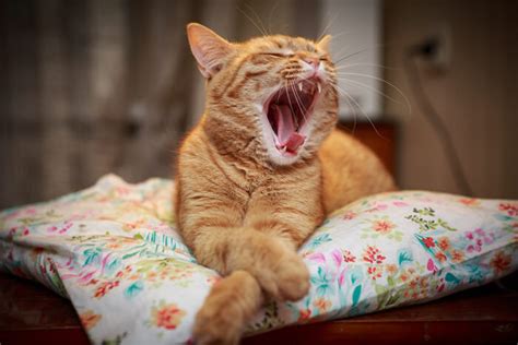 Why Do Cats Yawn? A Veterinarian Explains - Cats.com