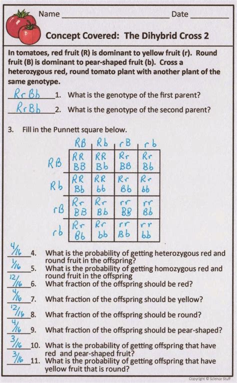 Genetics Worksheet Punnett Square Answers