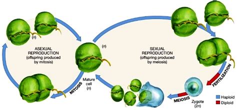 Biology – Kingdom Protista | askIITians