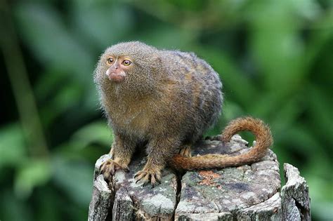 Marmoset | Animal Simulator Wiki | Fandom