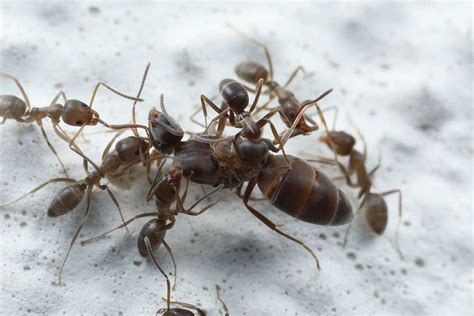 Argentine Ants By Ants Australia — Gamergate